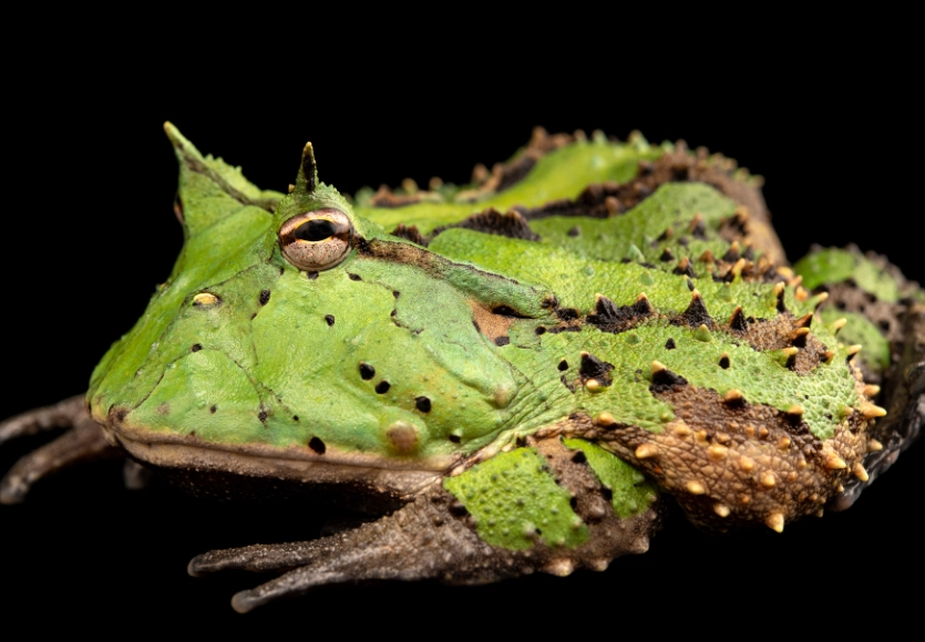 Texas Horned Frog Texas Horned Frog