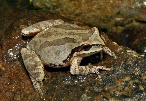 pacific tree frog care pacific tree frog care