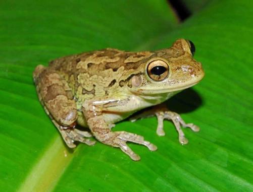 tree frog identification Florida tree frog identification Florida