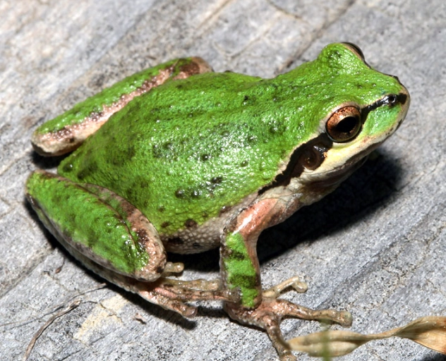 pacific tree frog care pacific tree frog care