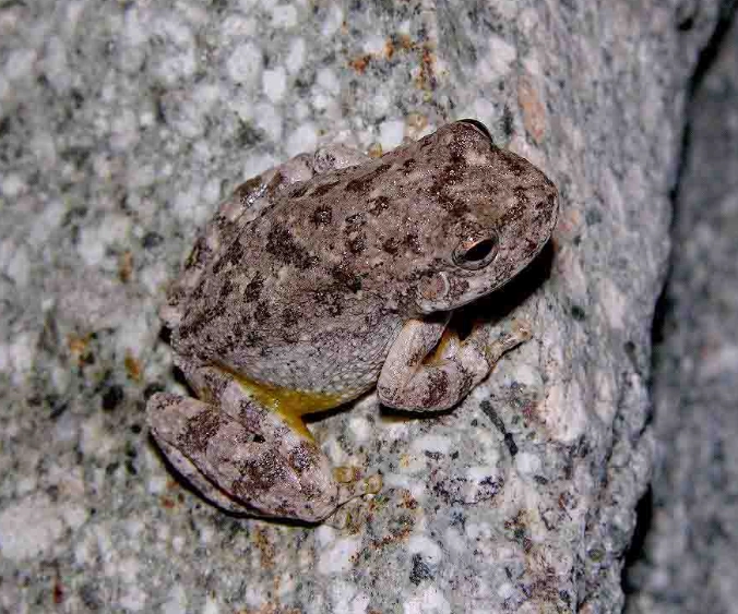 canyon tree frog sound canyon tree frog sound