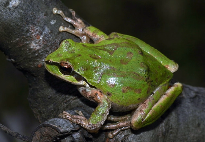 pacific tree frog care pacific tree frog care
