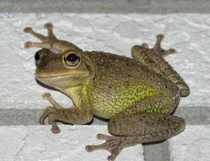 tree frog identification Florida tree frog identification Florida