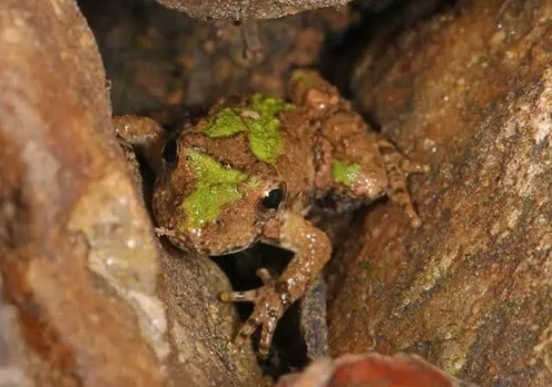 Missouri tree frog sounds