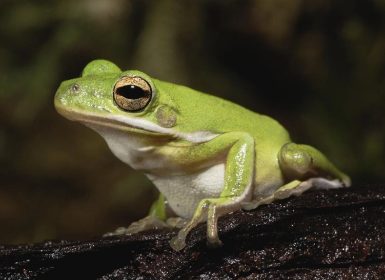Missouri tree frog species
