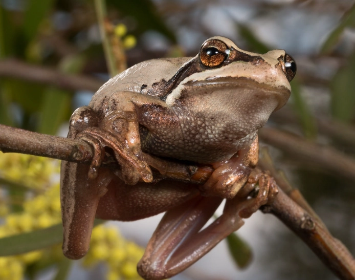 brown tree frog care