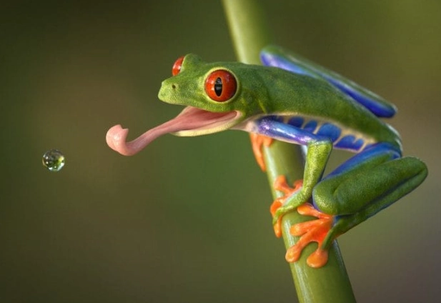 Crested tree frog for sale