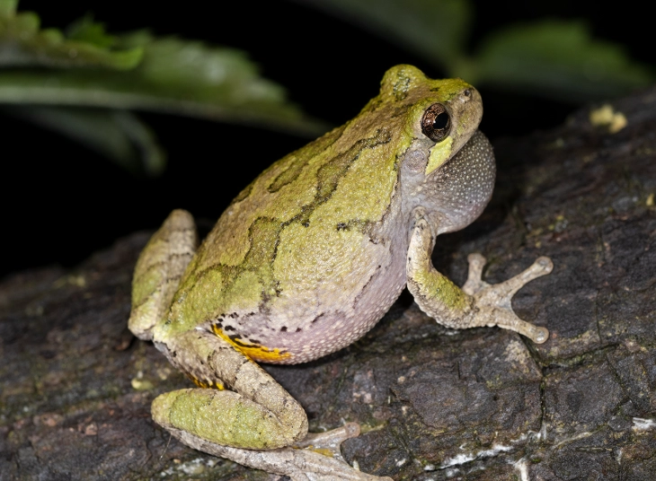 Missouri tree frog species