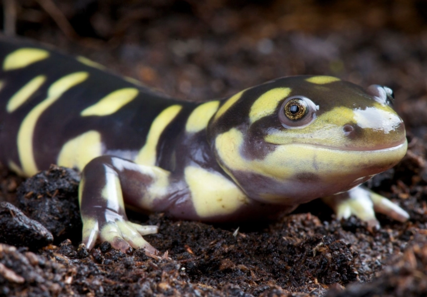 tiger axolotl care tiger axolotl care