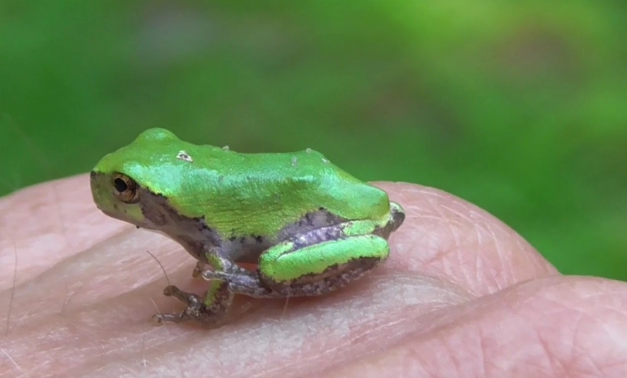 Missouri tree frogs