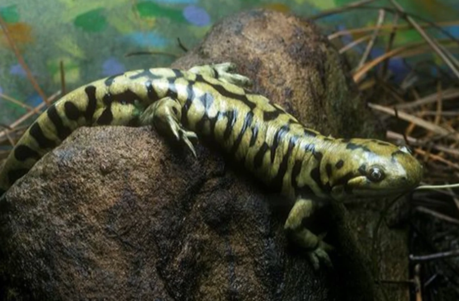 axolotl morphs axolotl morphs