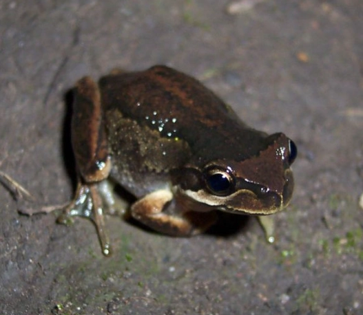 brown tree frog care