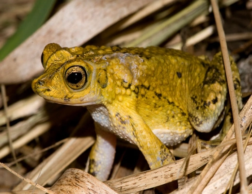 Crested Tree Frog tank setup