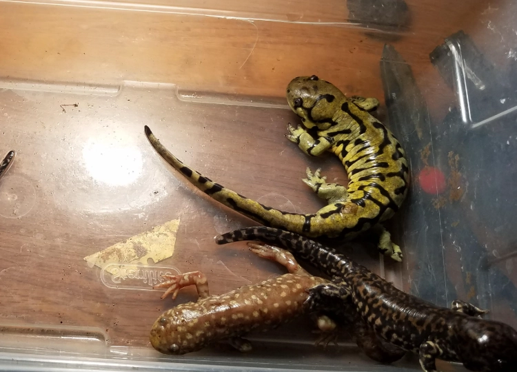 tiger salamander axolotl tiger salamander axolotl