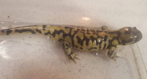 tiger axolotl care tiger axolotl care