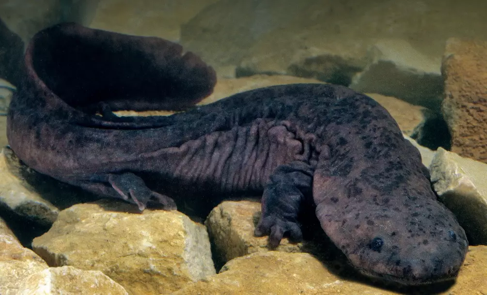 Fire belly newt Fire belly newt