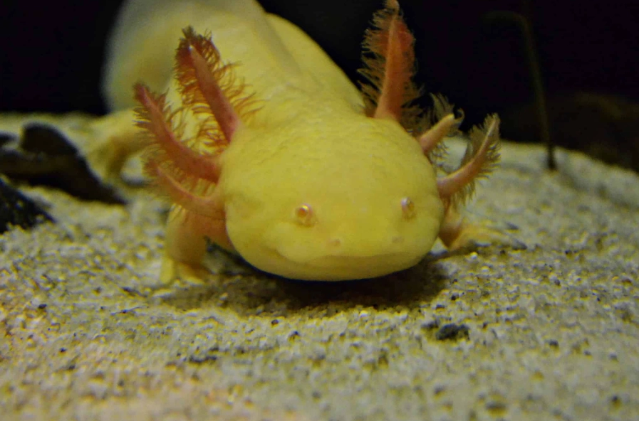 Axolotl morphs