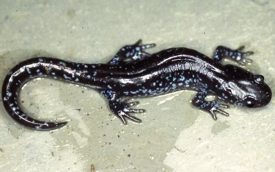 amphibian conservation