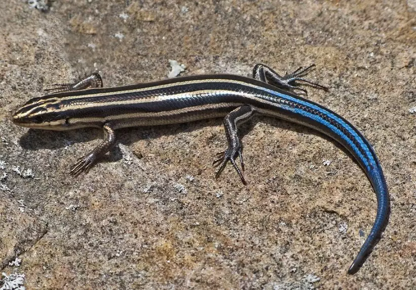 amphibian conservation