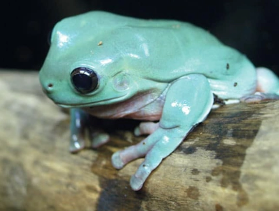 Grandpa Tree Frog care