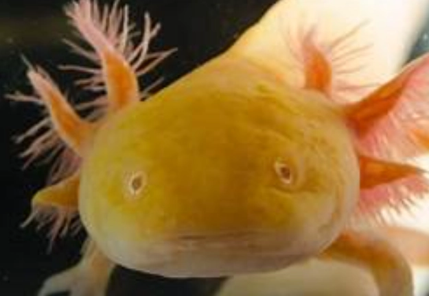 orange axolotl care