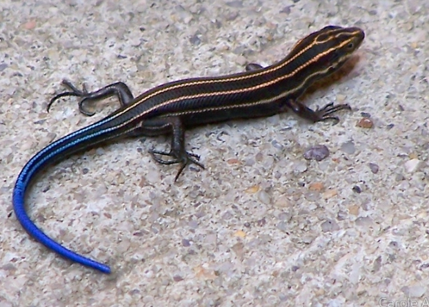 salamander identification