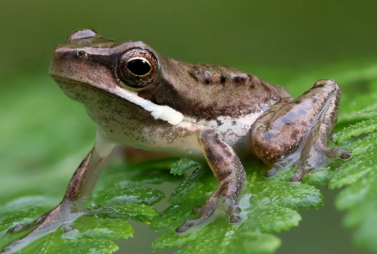 gray tree frog michigan gray tree frog michigan