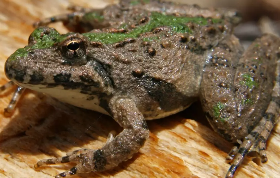 michigan tree frog sounds michigan tree frog sounds