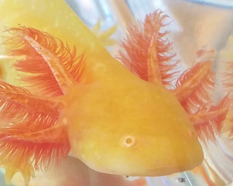 orange axolotl care