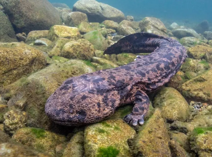 Amphibian pet habitat Amphibian pet habitat