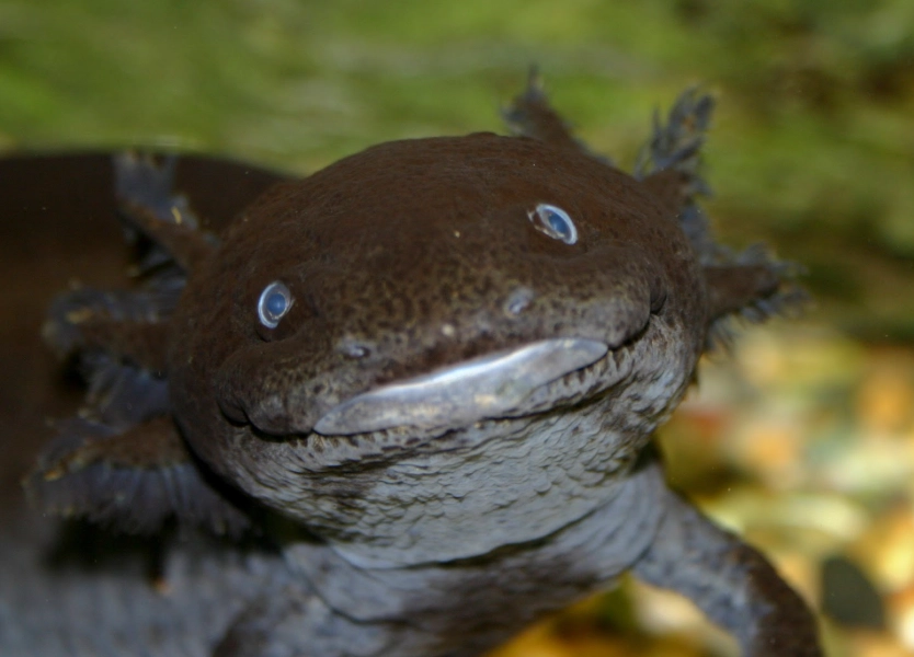 are axolotls good pets