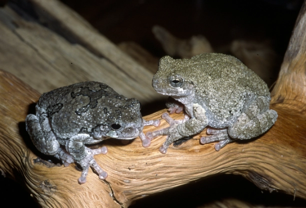 michigan tree frog sounds michigan tree frog sounds