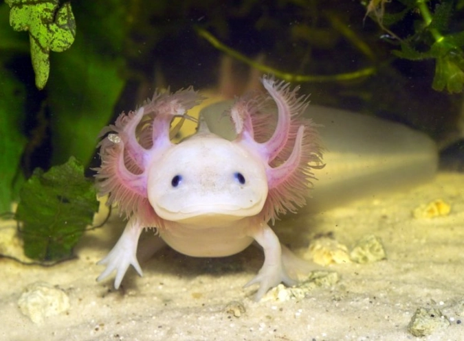 Mexican axolotl care