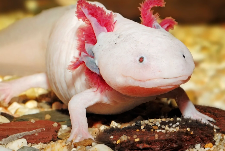 are axolotls good pets