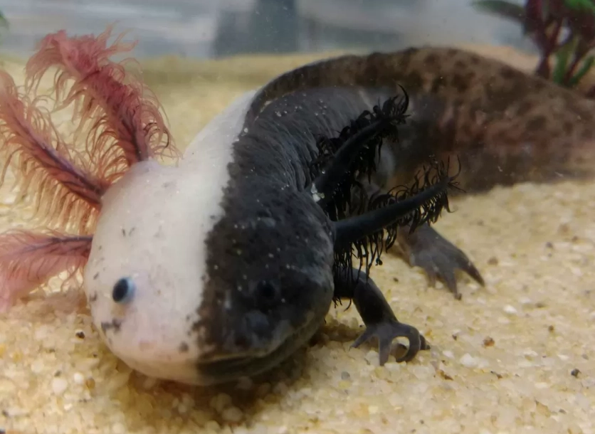 Leucistic axolotl