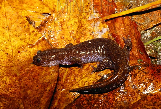 Amphibian pet habitat Amphibian pet habitat