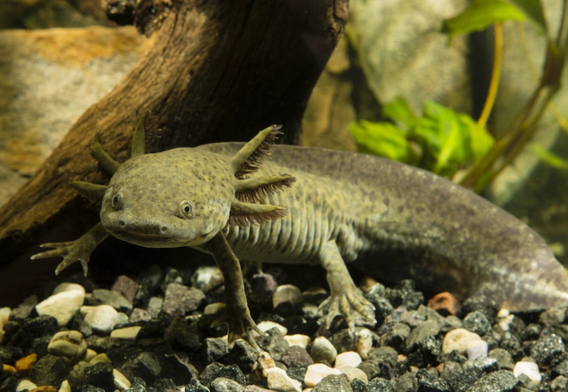 axolotl tank setup