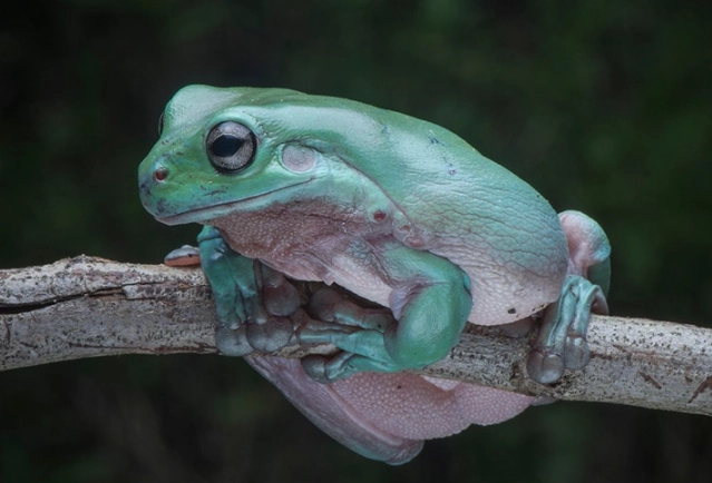 White's Tree Frog