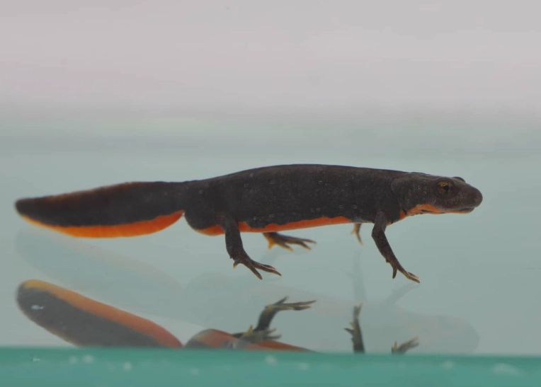 Oriental salamander care Oriental salamander care