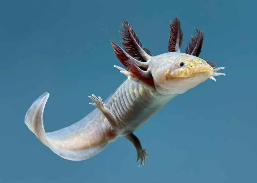 Emperor axolotl care