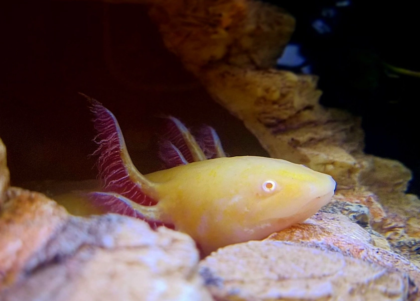 Leucistic axolotl