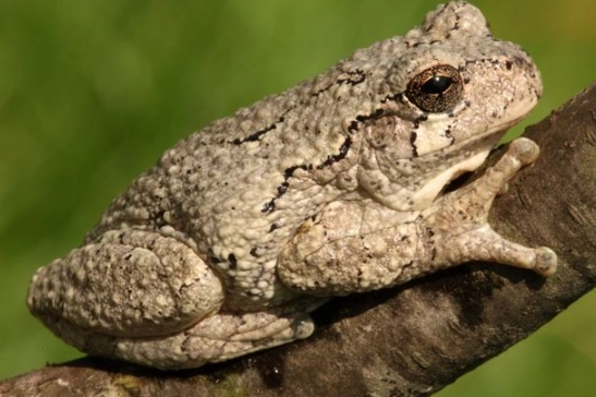 michigan tree frog sounds michigan tree frog sounds