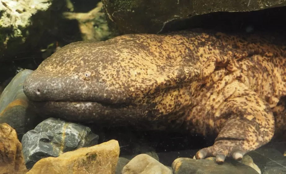 Oriental salamander care Oriental salamander care