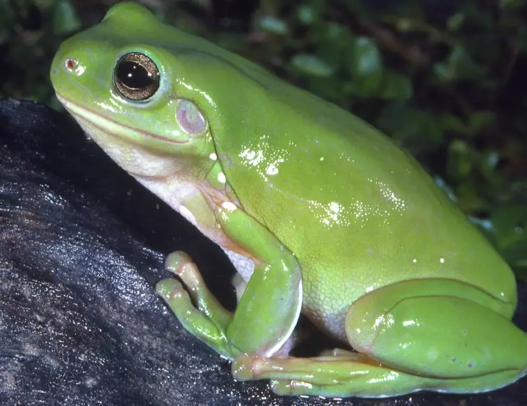 Grandpa Tree Frog care