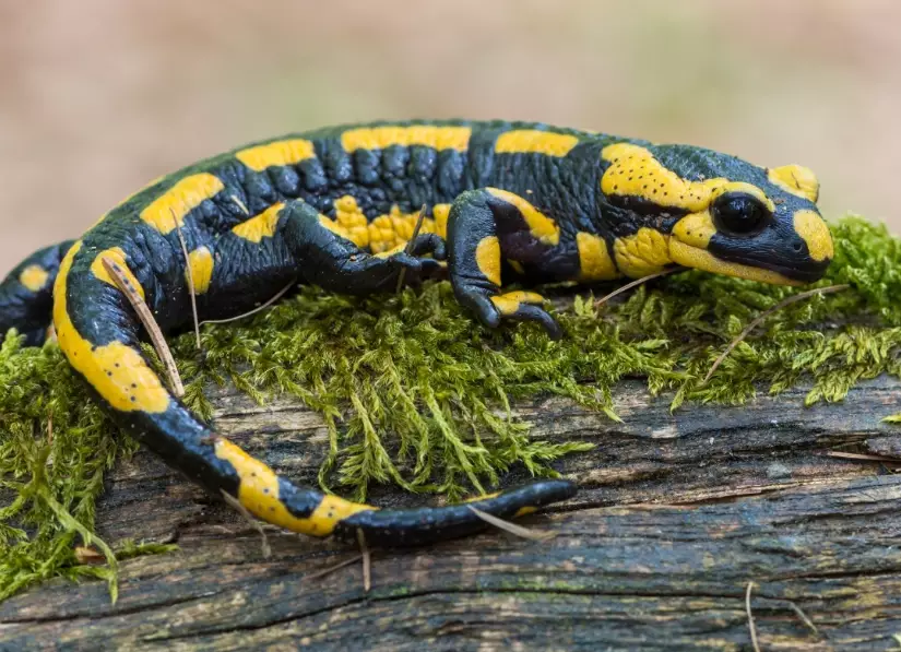 salamandra salamandra salamandra salamandra