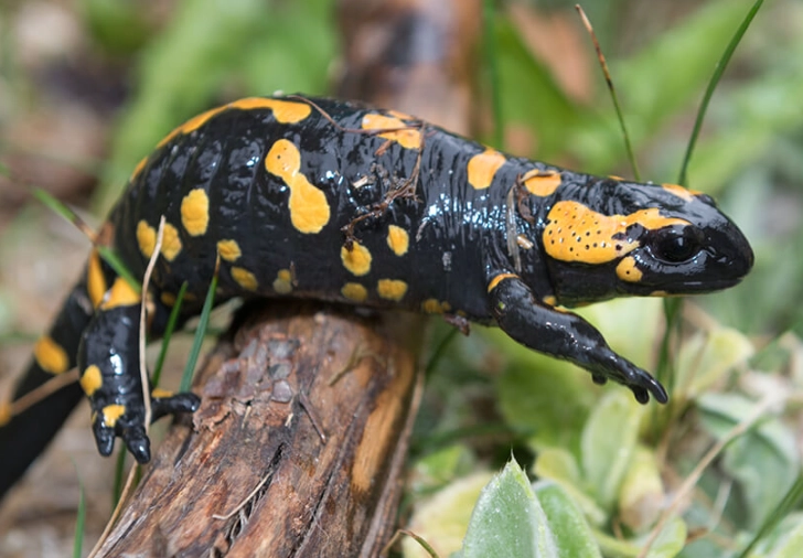 fire salamander care fire salamander care