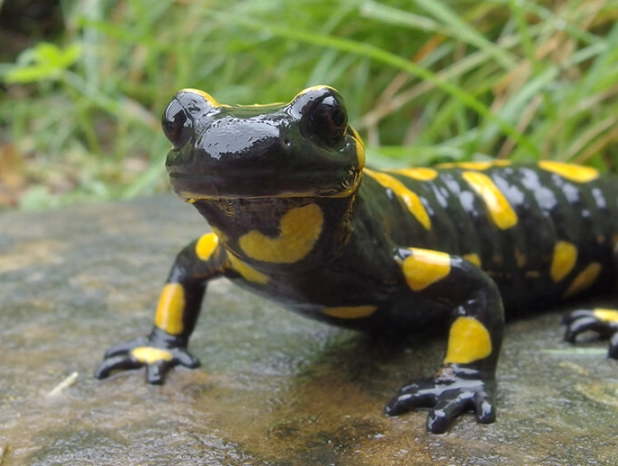 fire salamander care fire salamander care
