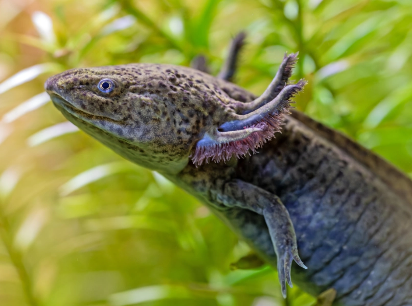 Mexican walking fish