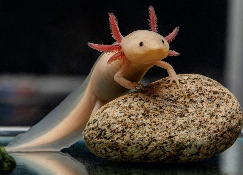 axolotl tank setup axolotl tank setup