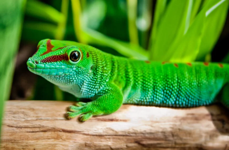 day gecko pet